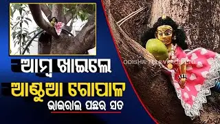 Special Story | Divine Miracle ! Lord Krishna's idol 'climbs mango tree to devour fruit' in Sonepur