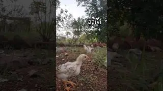 Country Chicken Chicks Free Range Farming #pastureraised #naturalfarming #indigenous #birds
