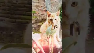tetap sekali lagi Miu😺 si kucing extrovert kesayangan semua orang🤗 #kucing #kucinglucu