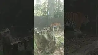 Un tigre au zoo de thoiry ! 🤩🐯🐅