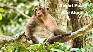 Sweet Pea Drama Sad Alone, He looks not really happy like before, Monkey Pea is Hungry