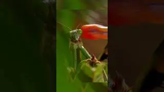 🪲Who Got the Lunch&mdash;&mdash; Surprised Endding ⁉️🦎 #mantis #chameleon #grasshopper