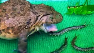 Awesome!! Asian Bullfrog Eats Big Centipede And Green Grasshopper! Asian Bullfrog Live Feeding