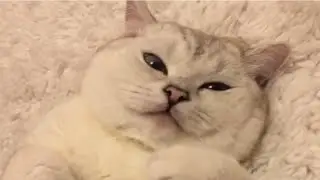 Best Funny Cats Compilation 2016 - Part 1 #blackcats #catscute #funnycats