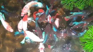 Feeding My Beautiful Small Fish In A Tiny Pond Back Of The House