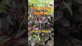 Weak white sandalwood seedlings #plant #agriculture