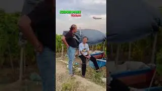 Juragan Pare || WA CICI WA MADEK TERBARU