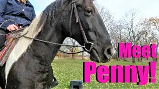 Meet Penny! Trying A New Horse! Day 293 (10/24/20)