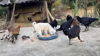Curious Puppy Tries the Chickens’ Food for the First Time | Cute Puppy Videos.