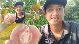 Test trái ổi đỏ Anyouthaya 3
