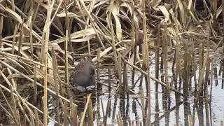Water Rail - A Quick Visit