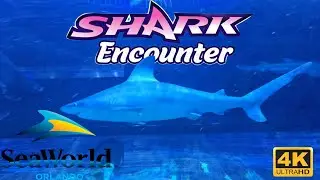 Shark Encounter at SeaWorld Orlando 2024 4K Underwater Adventure