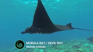 🌊 Marine Life Series | Part 7 | Mobula Ray: Buddy the Companion 🌊