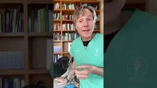 Your dog gets attacked by another dog: any legal rights?