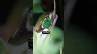 Colibr&iacute; Cabeza Cobriza Coppery headed Emerald Headed .www.nasuatours.com