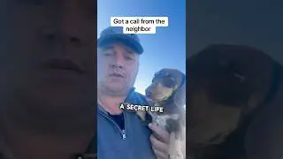 Эта собака скрывала секрет...