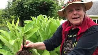 Elecampane: Rooted Cuttings Tutorial