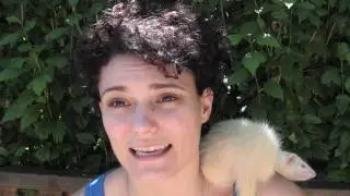 The cost of keeping ferrets - www.Ferret-World.com