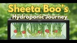 Roscheeta Monique is live! hydroponic update January 8, 2026 ￼