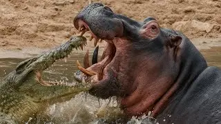 CROCODILE VS HIPPO &ndash; Who Truly Rules the Mara River? | #animalattacks