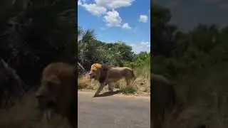 Big Male Lion Cross the road #shorts