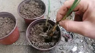Vla&scaron;ac divlji luk (Allium schoenoprasum) - Iz divljine direktno u saksiju