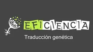 TRADUCCIÓN GENÉTICA. Síntesis de Proteínas, Paso a Paso.
