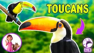 Toucans Can Help Forests Grow 🐦🌳 | Rainforest Animal Facts for Kids