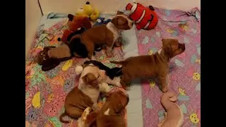 BodyBull Helikon Amstaff Kennel - 5 weeks old puppies