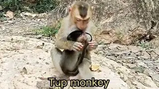 Blissful Banter: Enjoying Conversations with the Most Talkative Monkey Family | Tup Monkey