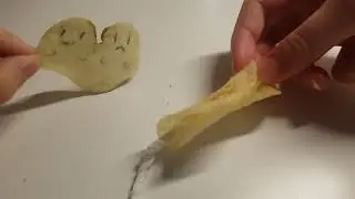 Trump chip tries to whi conjoined twins but conjoined twins attack back!