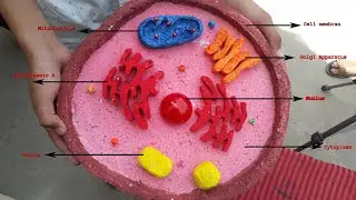 Animal Cell Model by Thermocol || Top 3d cell project for school | Science karwan