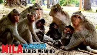 UPDATE: MILA TROOP IS BETTER , LOVE THEY NEIGHBOR || BABIES MONKEYS WEANING.