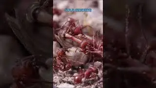 Animals More Deadly Than Sharks - Fire Ants!