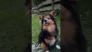 TRICKSHOW #shorts #viralshorts #dog #dogs #cute #talent #talented #fyp #cutedog #doggo #doglife