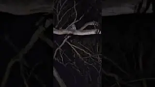 Mysterious Owl Calls at Night | Tawny Owl or Something Else | Strange Night Sound