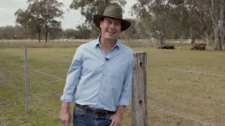 The Legendary Droughtmaster (Copyright)