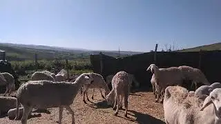 يوم جديد في مزرعة الشافعي فرجة ممتعة 
