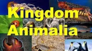 KINGDOM ANIMALIA|NMDCAT2021|PMC|DISCUSSION|FEDERAL|PUNJAB|SINDH|KPK