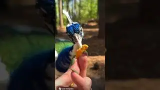 King of Peacock Birds Eating Some Food #handfeedingchicks #peacock
