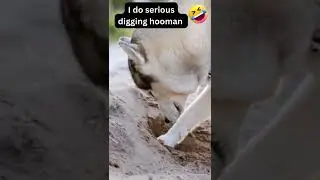 Siberian Husky Caught  Digging & Eating Something! HUSKY DIGGING PARTY. Funny Dog Videos😂