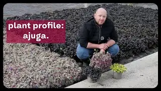 Ajuga: The Perfect Evergreen Ground Cover