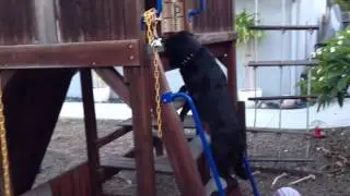 Dog Loves Jungle Gym