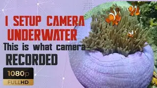 Natural Sounds Beneath the Waves #orcatorchd910v