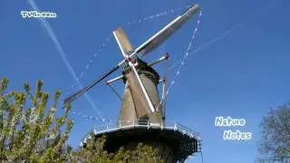 De Betuwe - Bloesem Fruitbomen