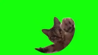 Cat dancing inside a circle green screen