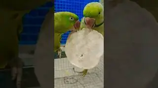 mitthu ki roti#nonstoptalkingparrot#suparstar #sona mona#🥰🥰🥰🥰🥰🥰🎁🎁🤩🤩💕💞💞