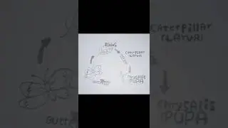 #life cycle of butterfly drawing sketch easy #