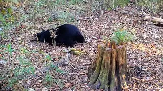 Belly-Sliding Bear Makes Spring-Loaded Bunny Hop! 😂