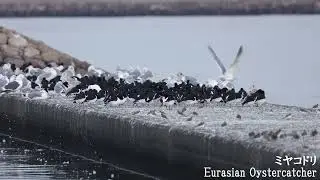 ミヤコドリ